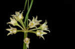 Gulf coast swallow-wort